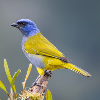 Blue-capped Tanager